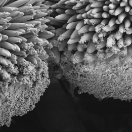 FE SEM flower pollen SIGMA