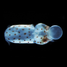 darkfield squid stereo discovery 1