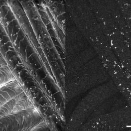 SE BSE comparison zeolite Ag GeminiSEM