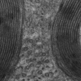 STEM mouse brain tissue myelin GeminiSEM