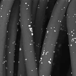 FE SEM Inlens aquacel silver dressing Sigma 500