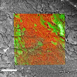 RISE Raman SEM Brain Tissue.661eb818b54015a6ffe510765cdfb320