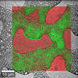 RISE Raman SEM Polymers.8f534f19bd53c2f06644edefb87f1a10