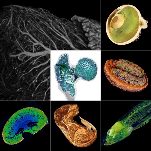 x ray microscopy life science copy